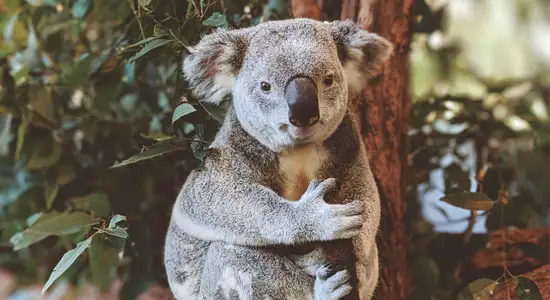 découverte de l'Australie