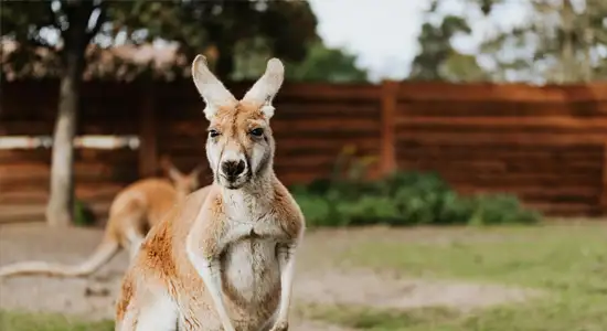 découverte de la culture australienne